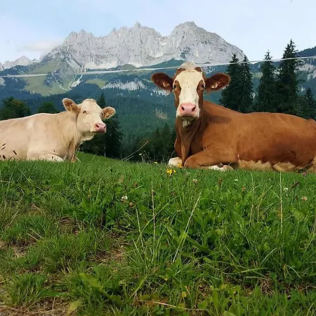 Çiftlik konaklama Bauernhof Buchberg Oberndorf in Tirol